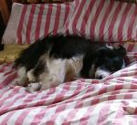 favourite spot on our&nbsp;bed!