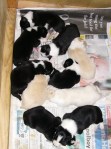 10 puppies