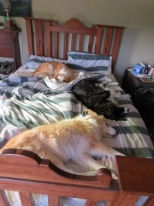 Tyler, Trinity &Tui  Grandmother, Daughter & Granddaughter take over my bed!!