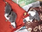pups
