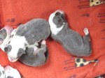 2 days old