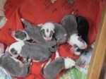 2 days old