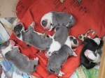 2 days old