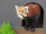 red panda