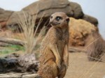 meerkat