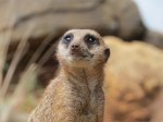 meerkat