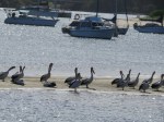 local pelicans