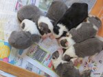 Sue’s litter