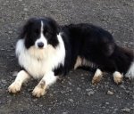 dexter 1 year&nbsp;old