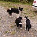 checking out the&nbsp;cat