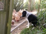 watching the chooks