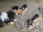lanis pups