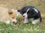 barney-and-willow