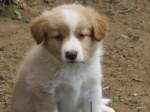 barney