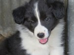 chloe