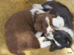 gus-and-jed