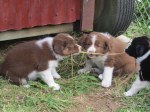 tug o war