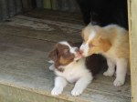 kisses