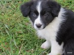Lola