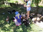 puppies-and-friends