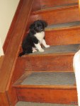 Leo checking out the&nbsp;stairs