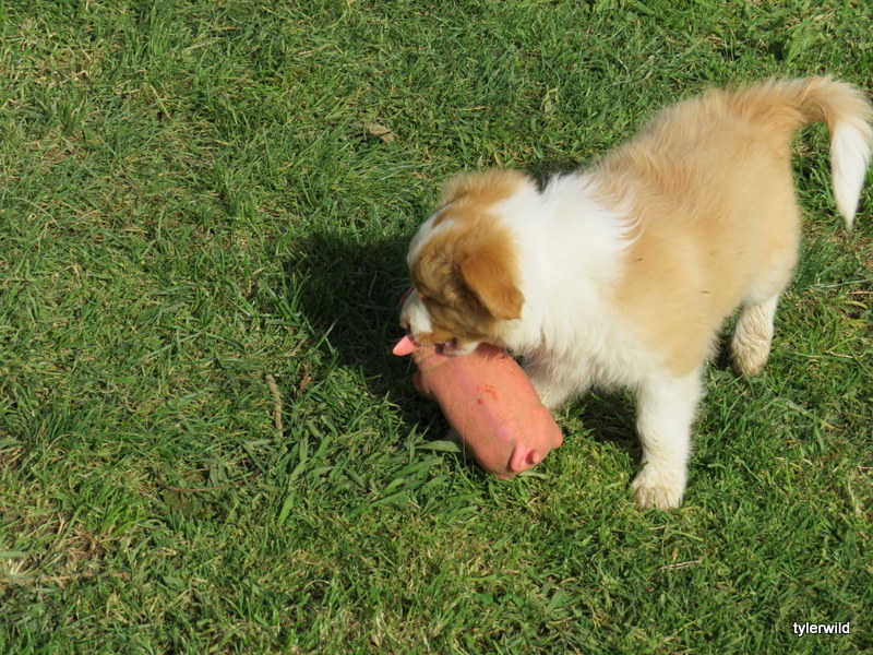 8wks old looking his his forever home