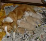 Maddie’s clan at 3&nbsp;weeks